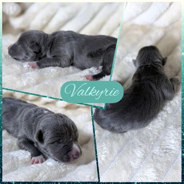 Newborn puppy named Valkyrie on a soft blanket.