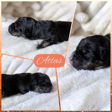 Collage of a newborn black puppy named Atlas resting on a soft white blanket.