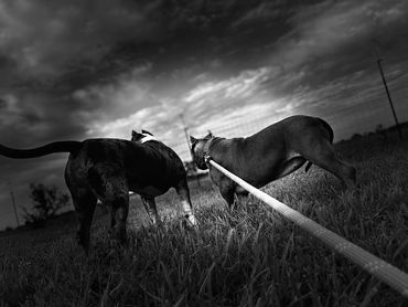 Two dogs on leashes in a grassy field under a cloudy sky.