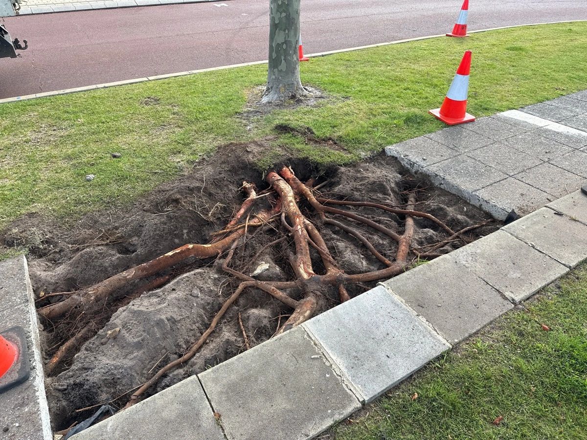 Exposed tree roots near a sidewalk with traffic cones.