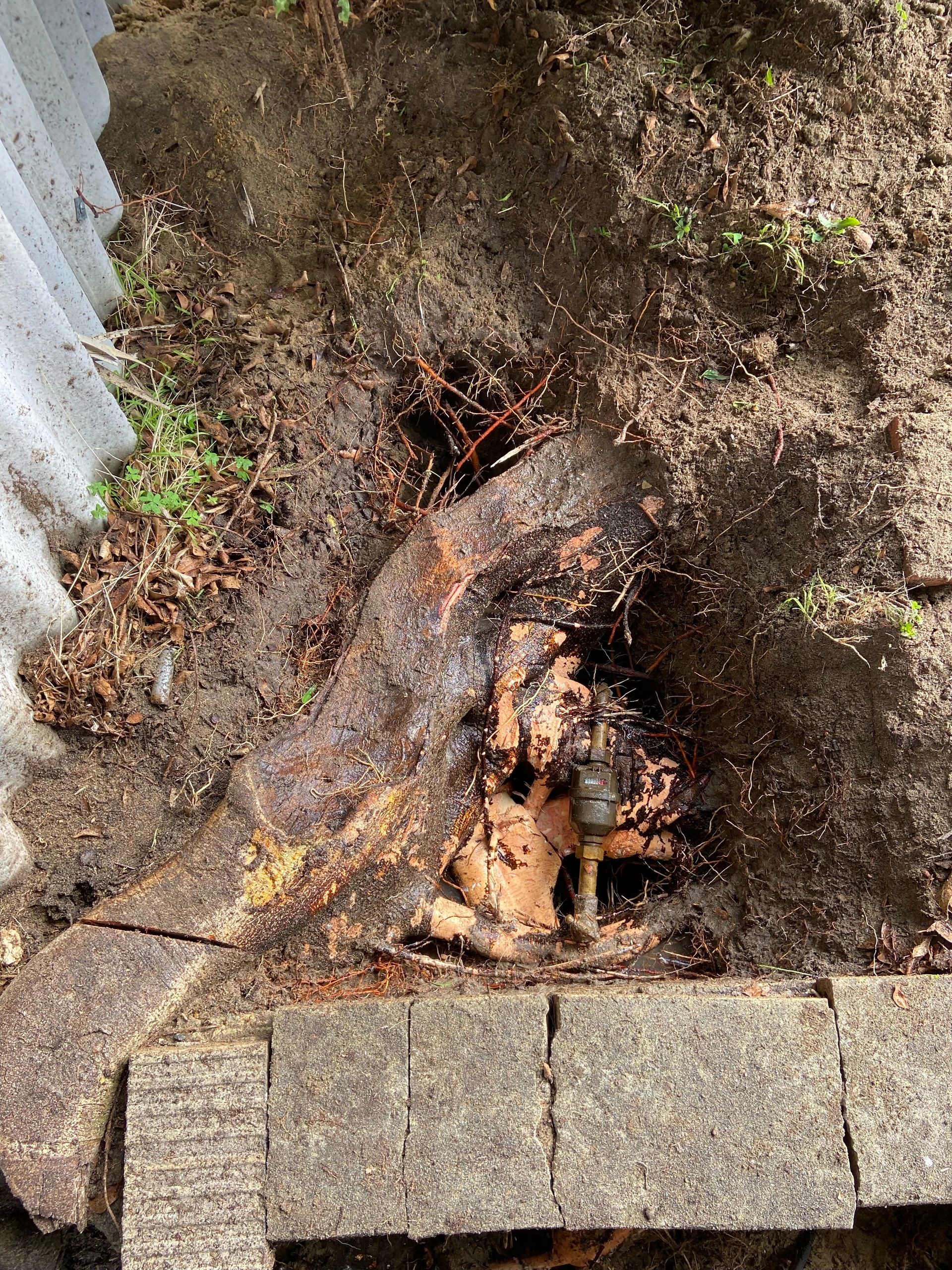 Exposed tree root entangled with a buried water valve under soil and paving stones.