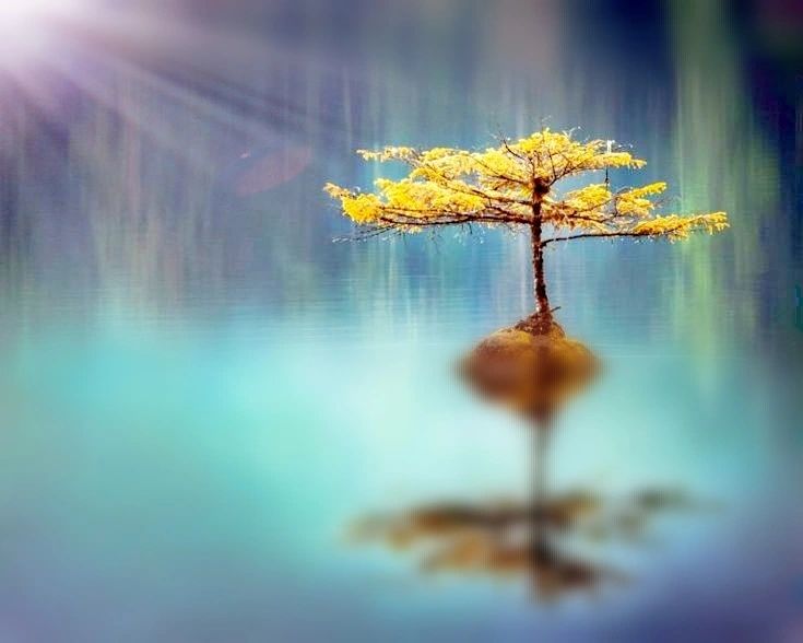 Tree on a lake
