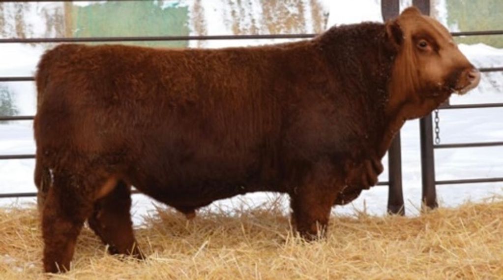 City View Solar Storm 79M