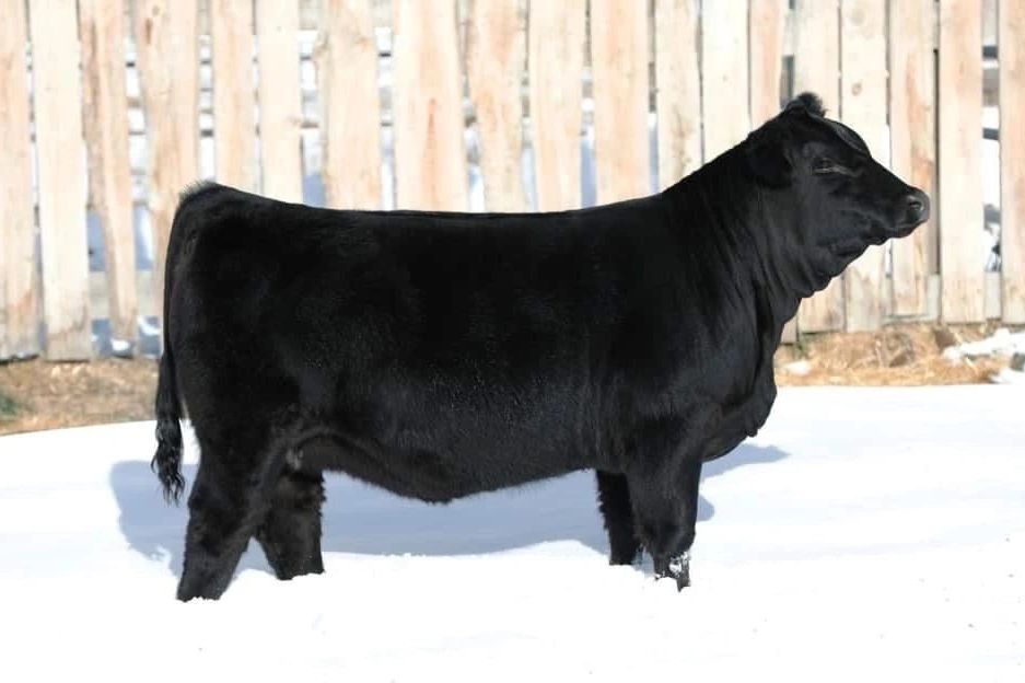 Deeg Ms Black Wonder 40k