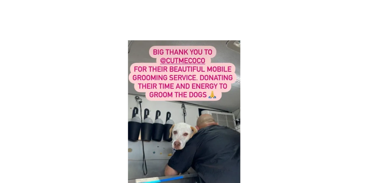 Dog being groomed in a mobile grooming service.