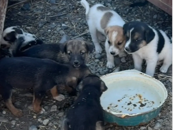 A group of puppies gathered around an empty bowl on rocky ground.