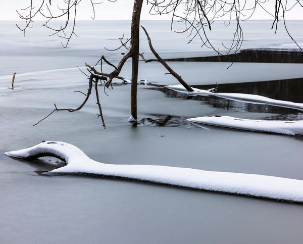 Snow-covered branches over a frozen lake in winter.