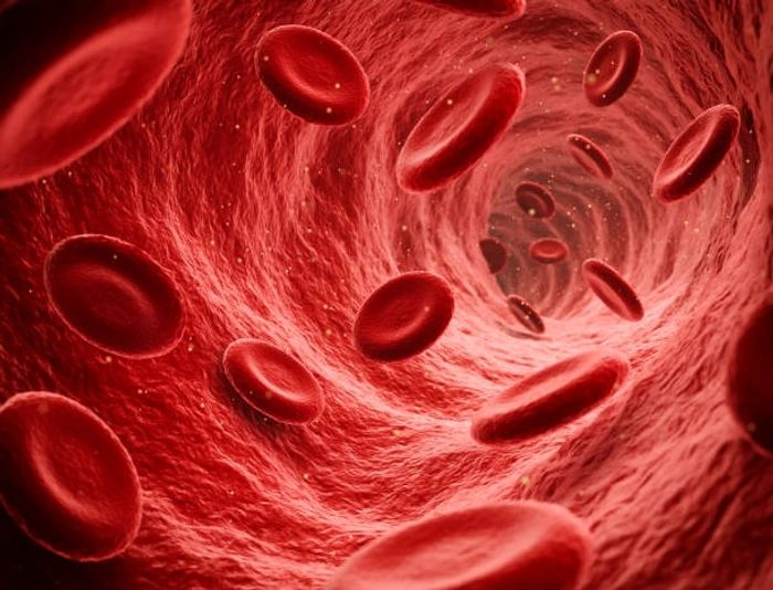 red blood cells flowing thru blood vessel 