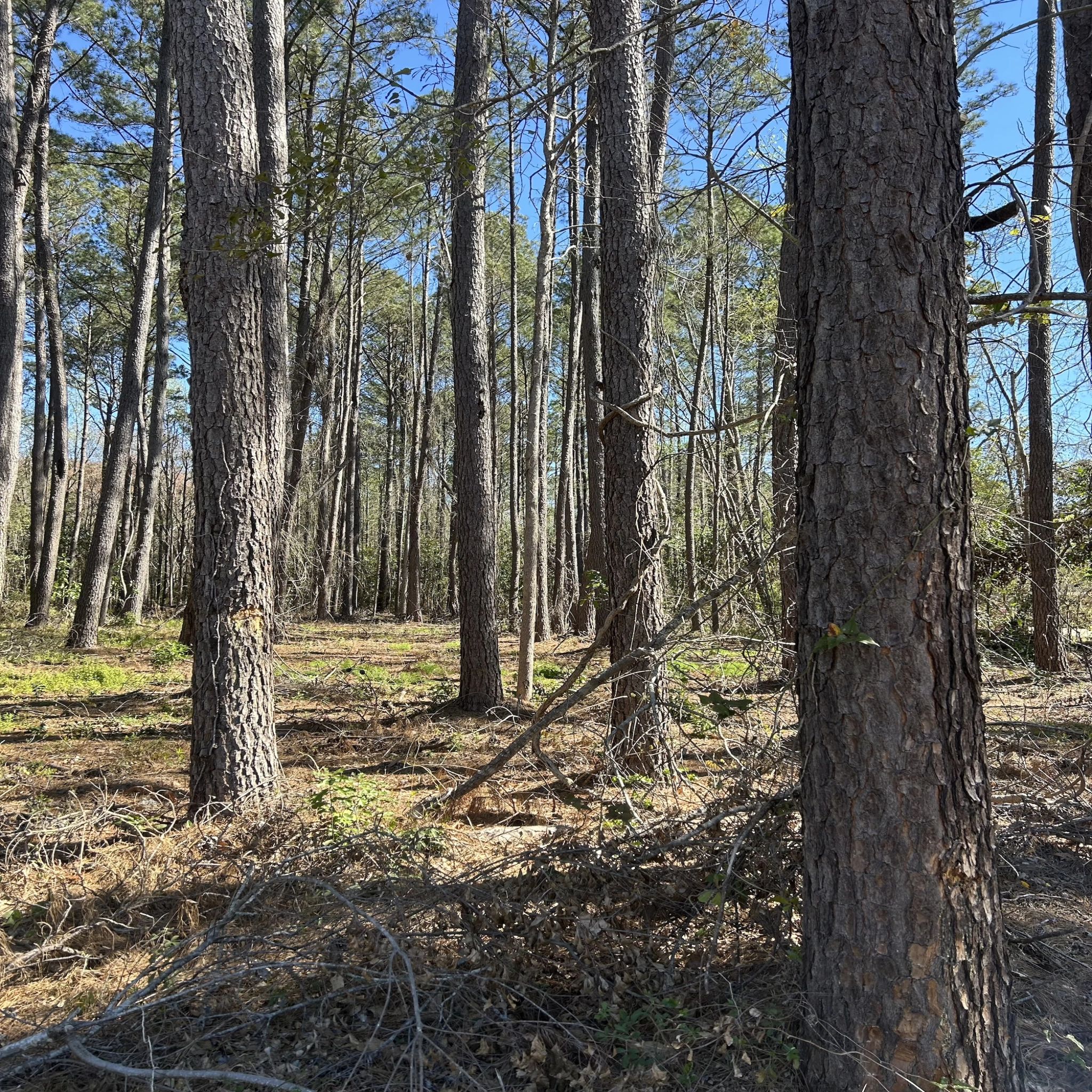 Land for sale Claxton, land for sale near me, hunting land for sale, farm land for sale, timber land