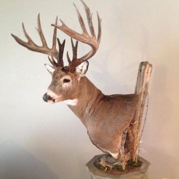 Lundbohm Taxidermy Deer Mount