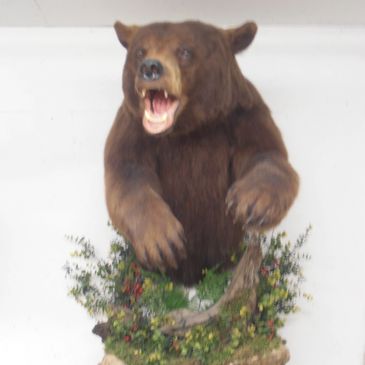 Lundbohm Taxidermy Bear Mount