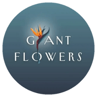 giantflowers_NY