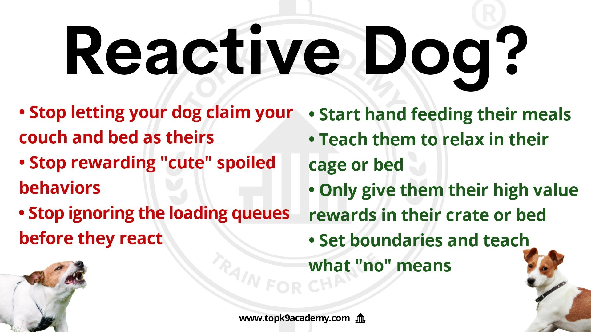 Stop Your Dog From Being Reactive