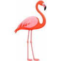 Flamingo Rides