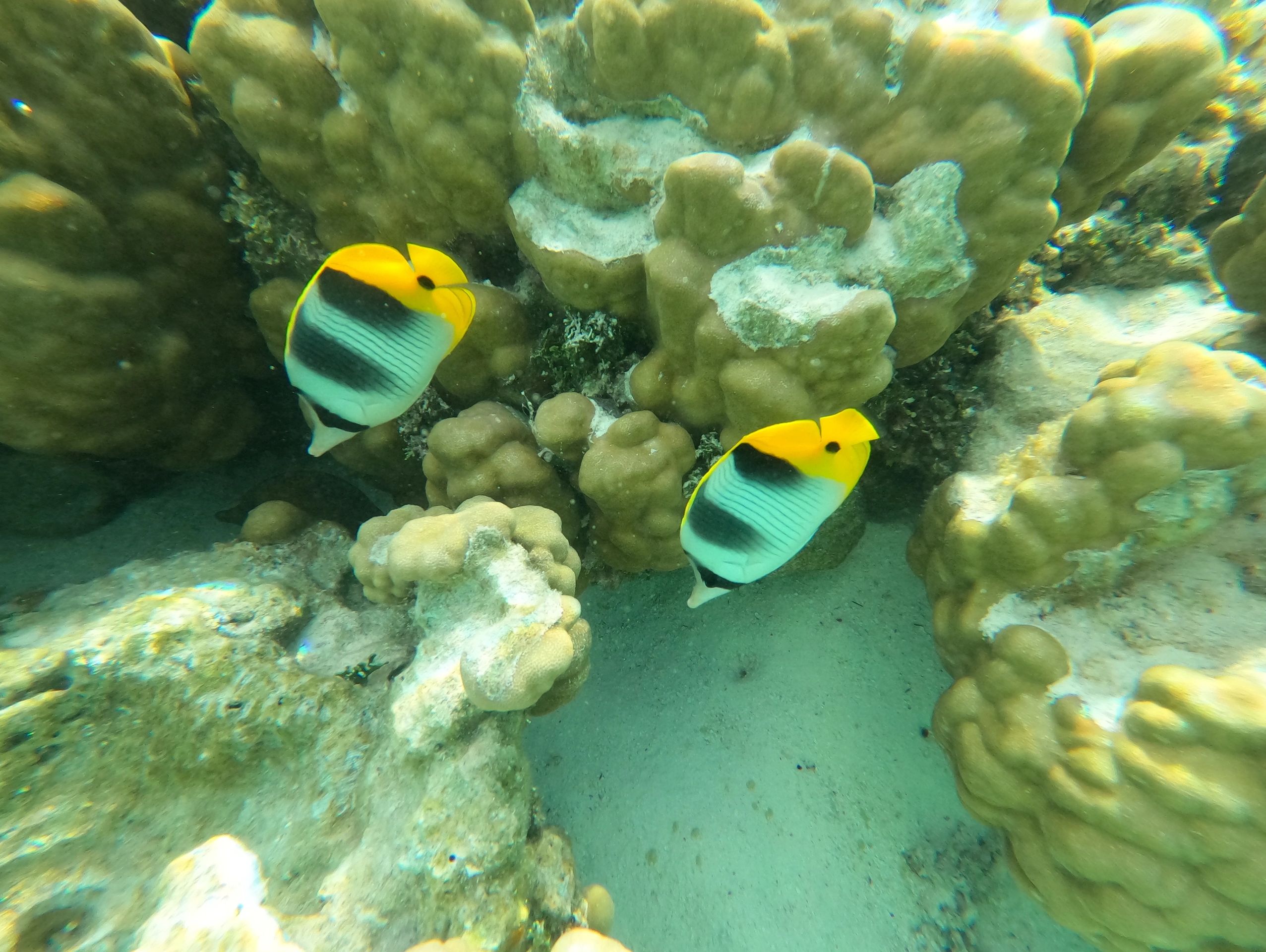 //img1.wsimg.com/isteam/ip/ebd6a072-9071-44a4-a6f2-d90bd5eea5e9/Saddle%20butterfly%20fishes.JPG/:/rs=w:1300,h:800