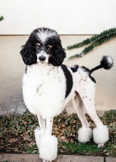 Shiloh, the sire of our AKC Standard Poodle Ryder