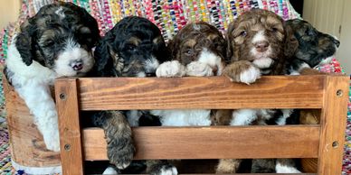 F1BB Bernedoodle pups