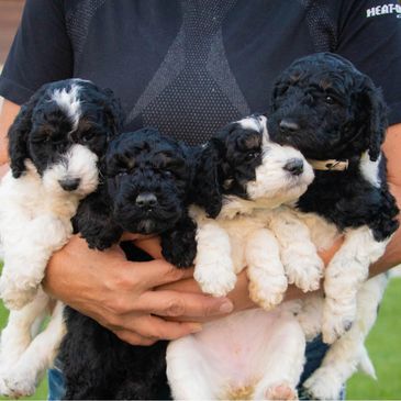 Standard AKC Poodles from Ryder's first litter