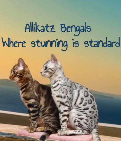 Bengal Owners UK