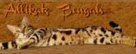 .....Allikatz Bengals.....