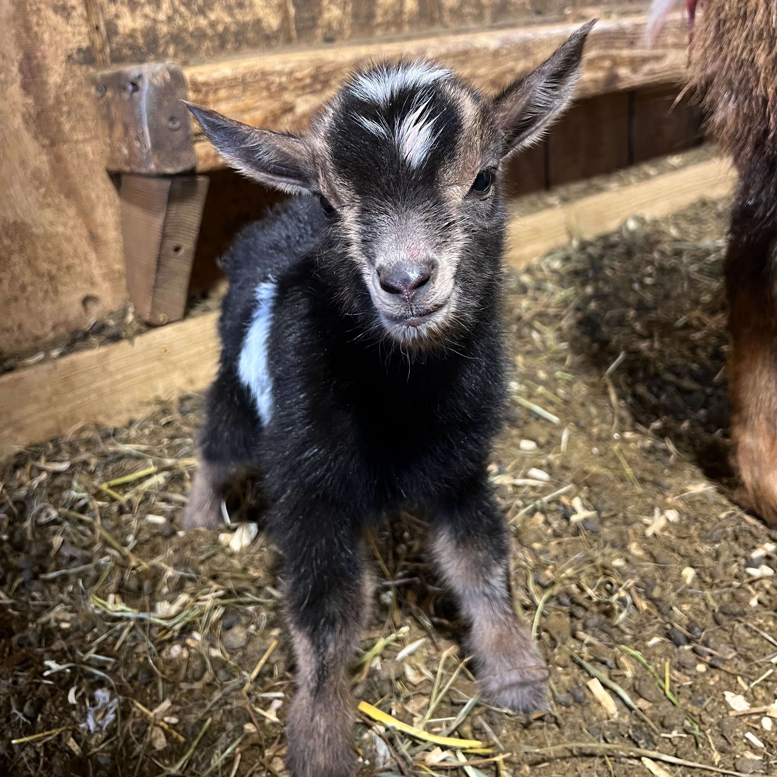 Can Goats Live Indoors?