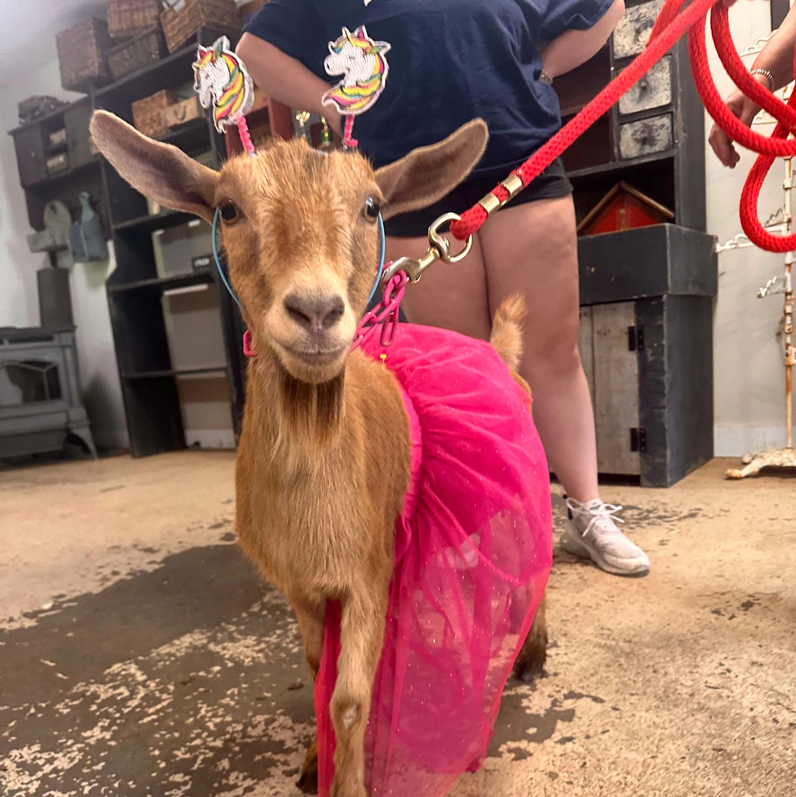 5 Things You Should Know Before Getting Goats