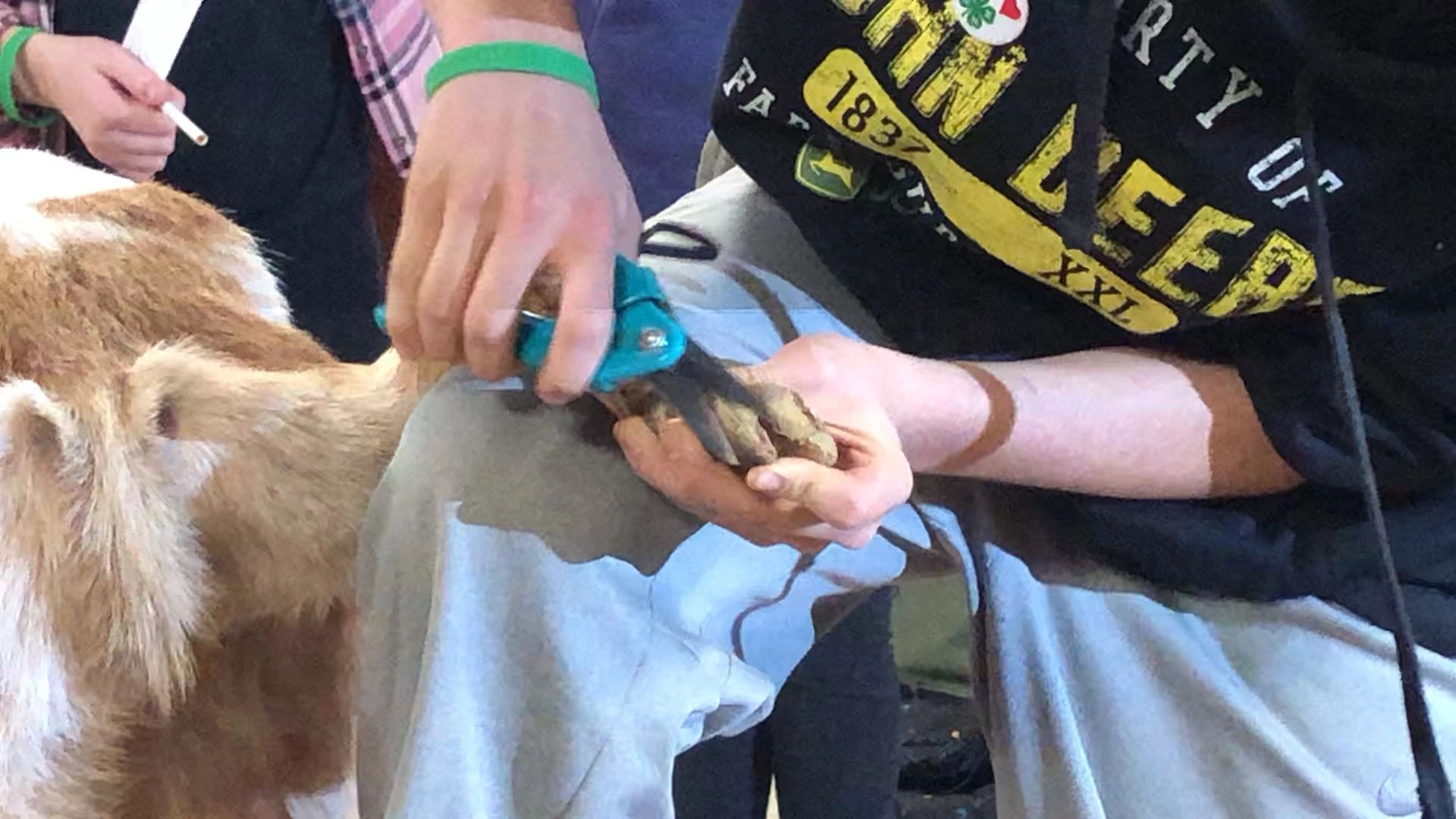 Goat Hoof Trimming Tips