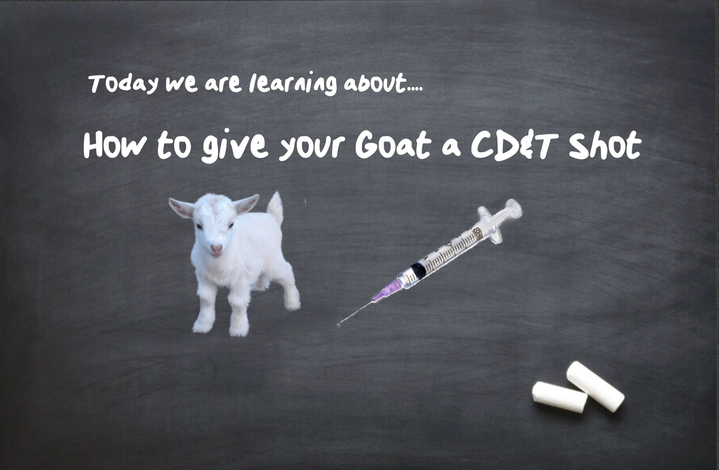 how-to-give-your-goat-a-cd-t-shot