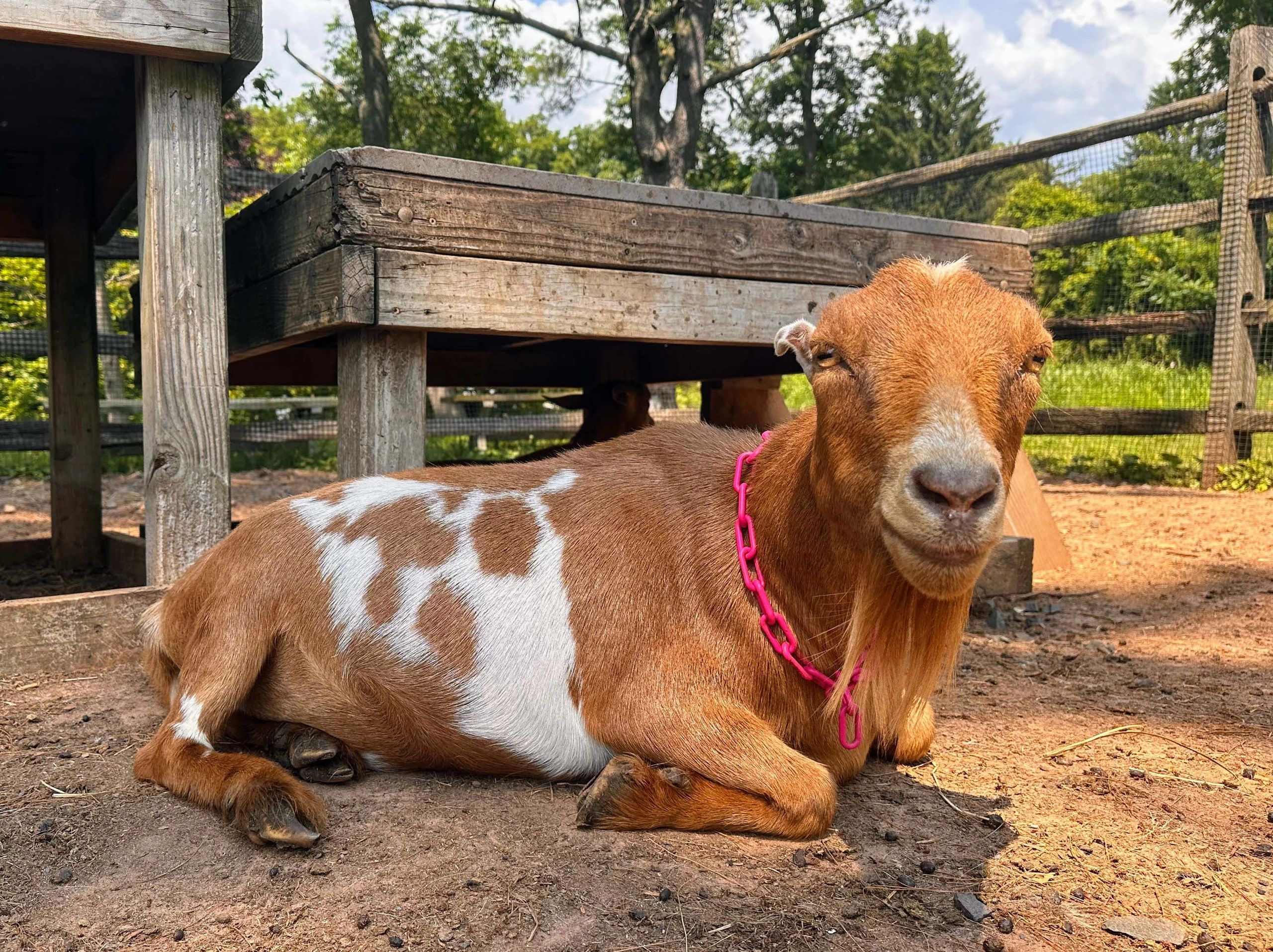 How Long Do Goats Live?