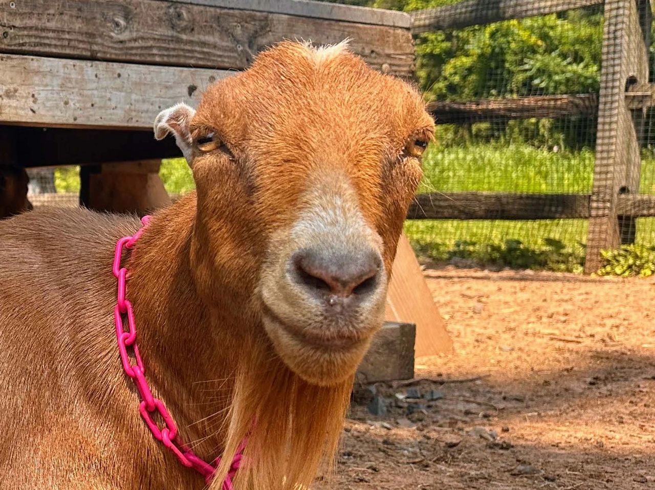 How Long Do Goats Live?