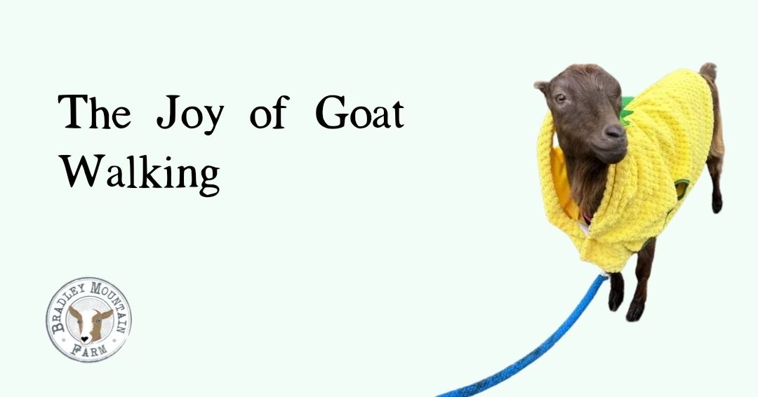 The Joy of Goat Walking
