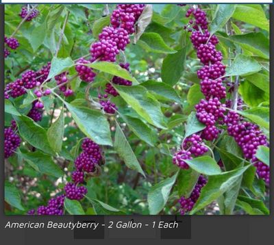 Clusters of vibrant purple American Beautyberry fruits on green leafy branches.