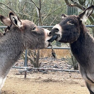 fun donkeys
