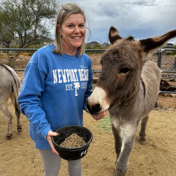 board member donkeys of the heart