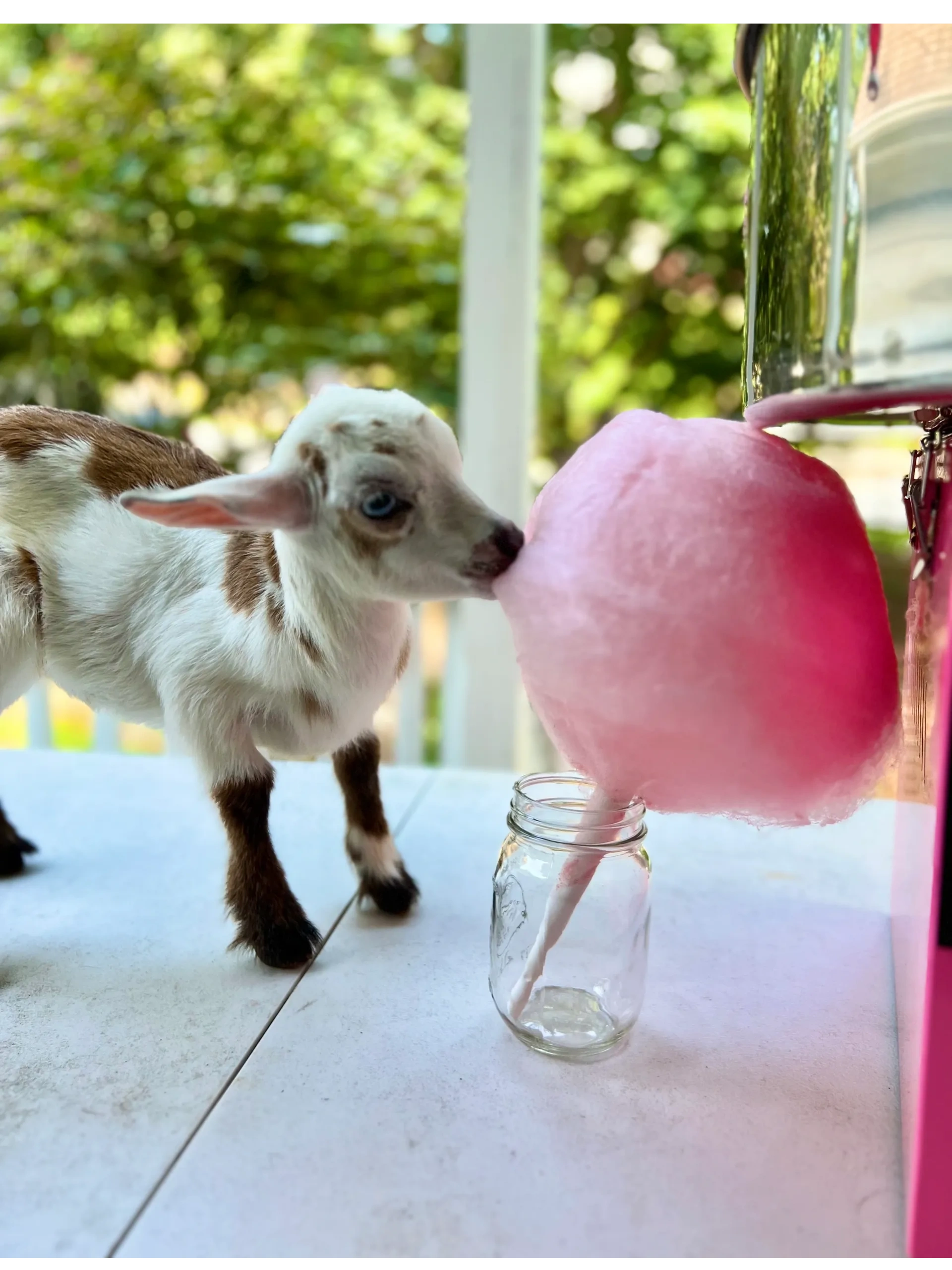 Buckner Family Homestead Mobile Petting Zoo venue photo