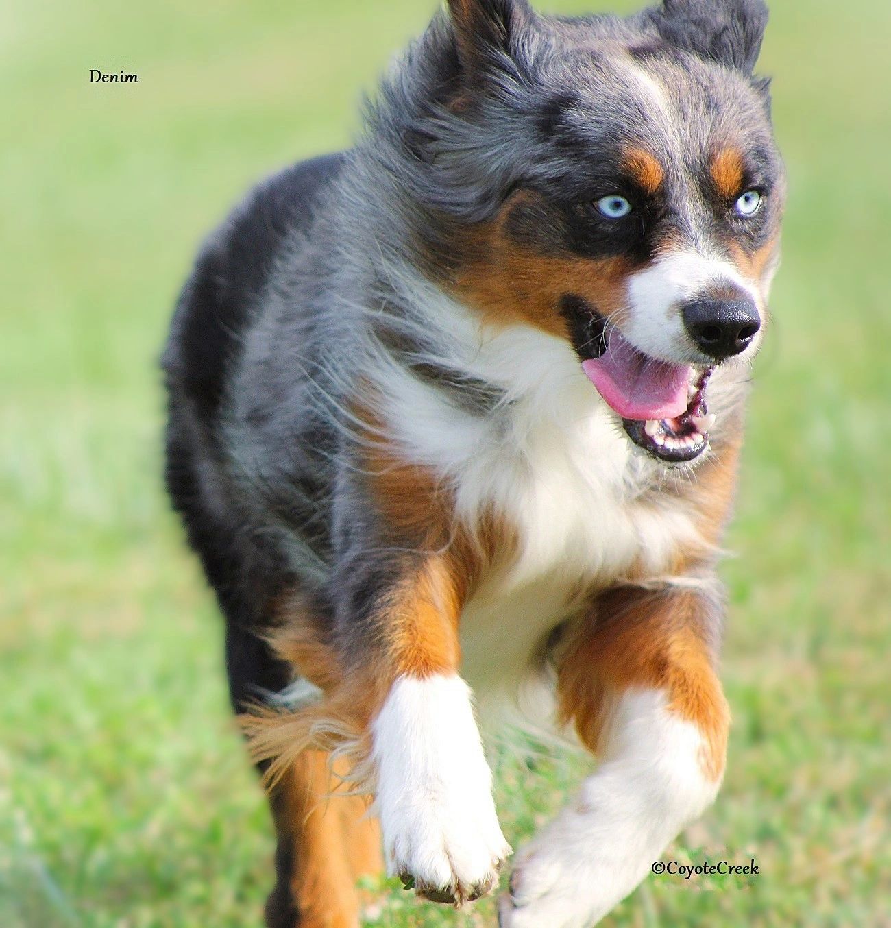 MinAmericanShepherd