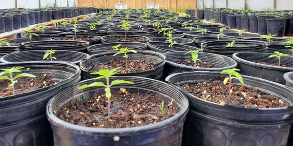 CBD, Hemp, Cannabis