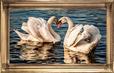 Original oil painting of Swans by artist Julia O'Malley-Keyes