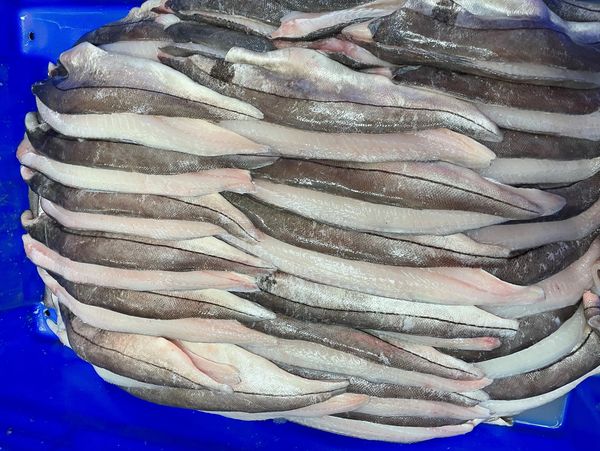 FRESH HADDOCK COUNTS