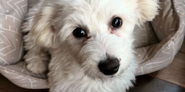 Close-up of a fluffy white puppy with big dark eyes in a cozy bed.