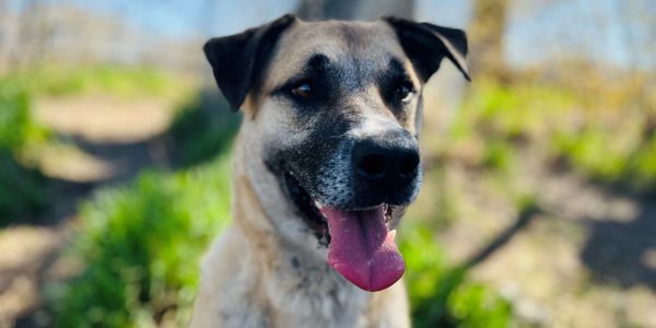 Happy dog panting outdoors on a sunny day.