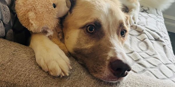 A dog lying on a couch cuddling a teddy bear.