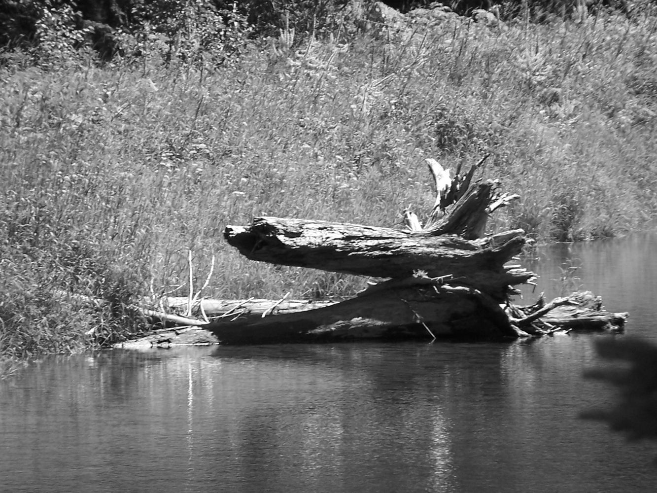 My amateur photography, Pend Oreille Wildlife Area, Northern Idaho 