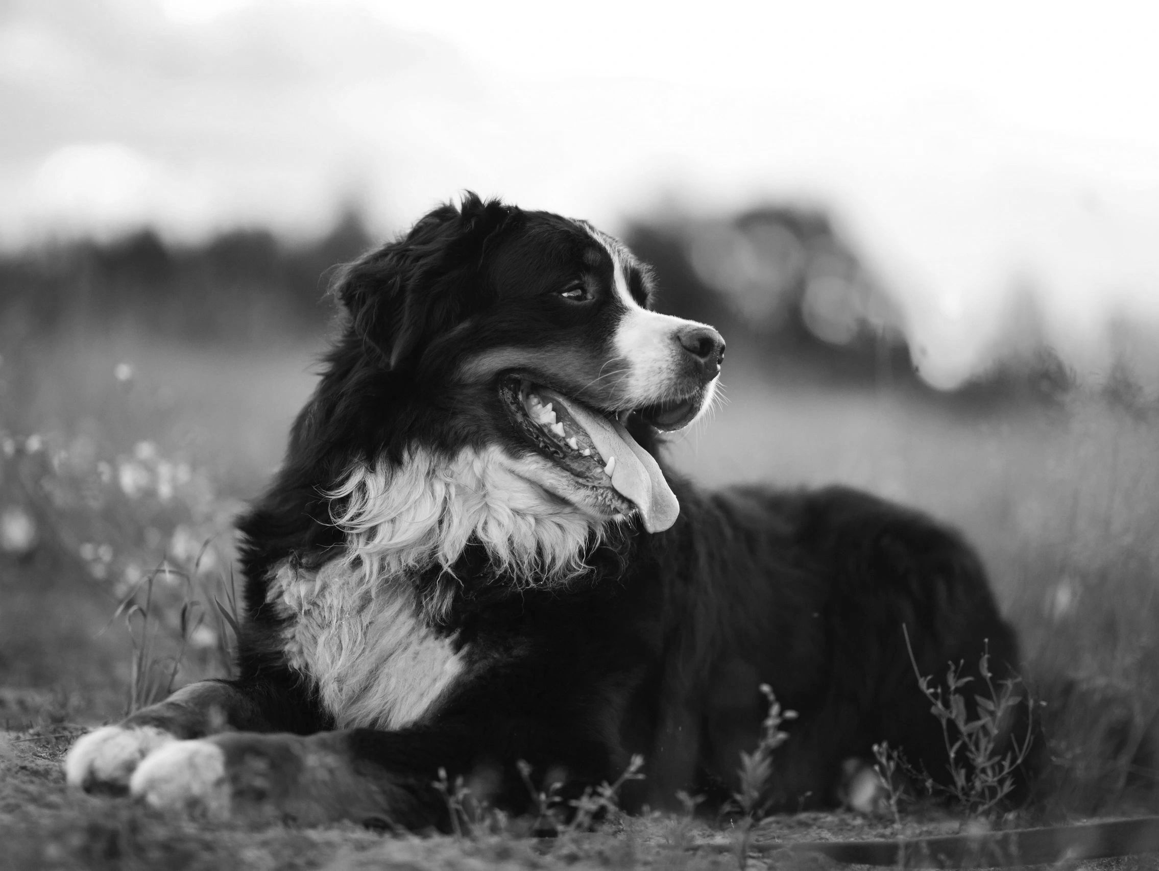 Bernese Mountain Dog