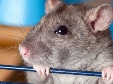 A hamster watching the pet sitter while they clean their cage.