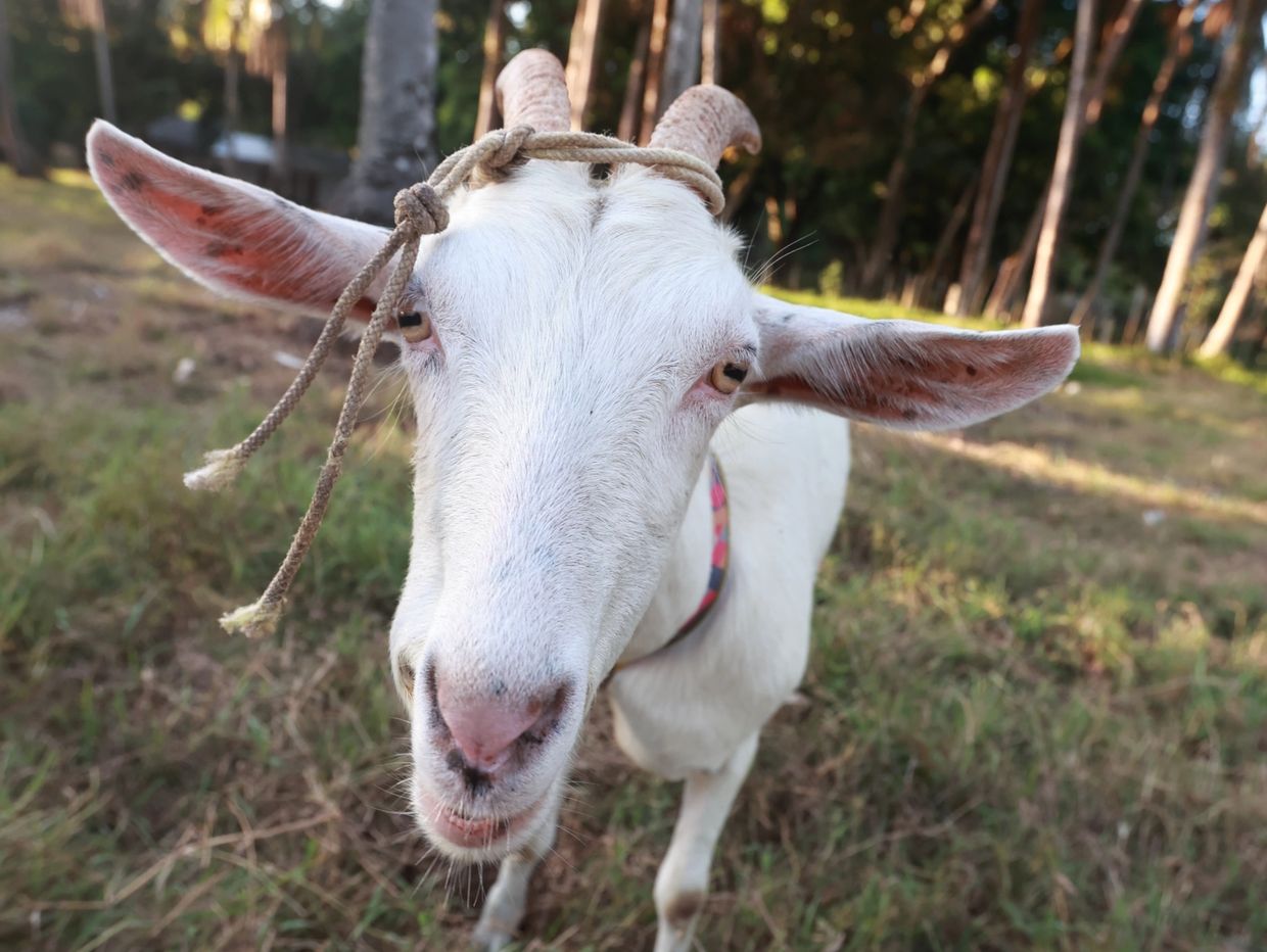 Goat with rope halter in a grassy area.