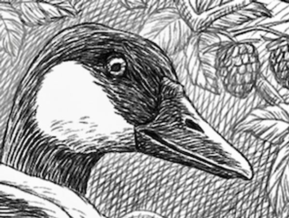 A close-up illustration of a duck.