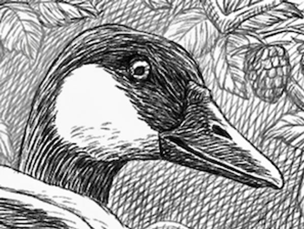 A close-up illustration of a duck.