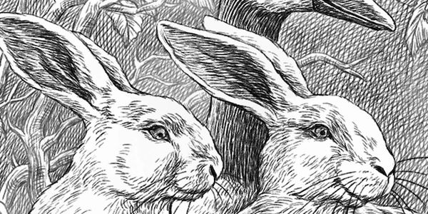 A black-and-white illustration of two rabbits and a duck.