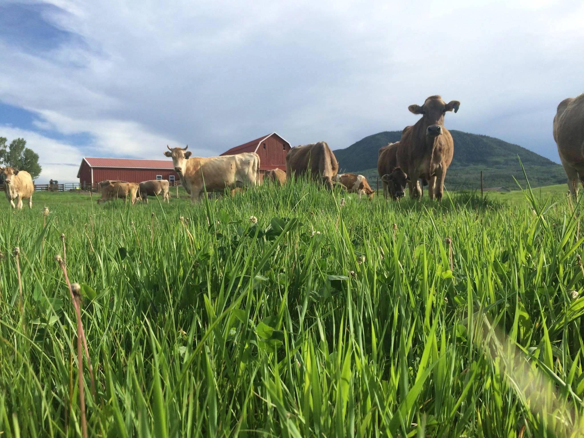 Moon Hill Dairy photo